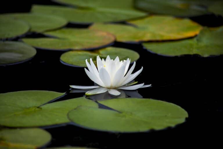 lotus, lily, aquatic-3144893.jpg